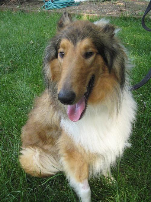 Jamie a Adult Male Collie (long coat) adopted through Collie Rescue