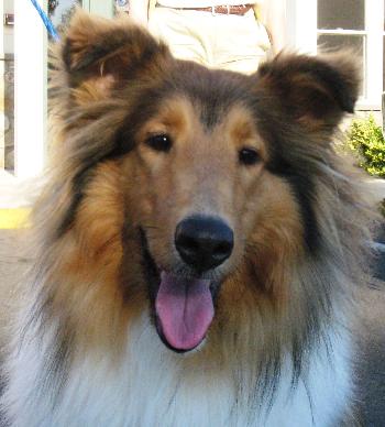 Amber a Young Female Collie (long coat) adopted through Collie Rescue