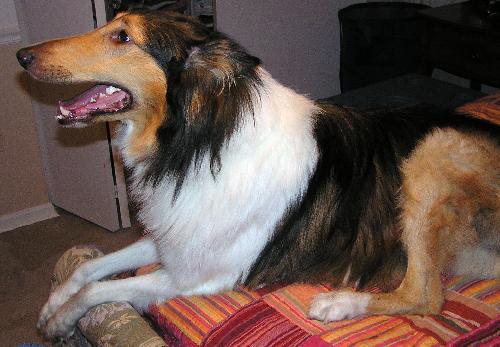 Murphy a Adult Male Collie (long coat) adopted through Collie Rescue