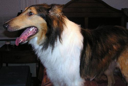 Murphy - photo 2