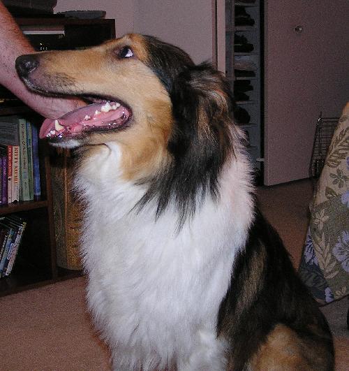 Murphy - photo 3