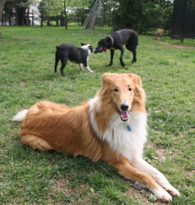 Jubal a Young Male Collie (long coat) adopted through Collie Rescue
