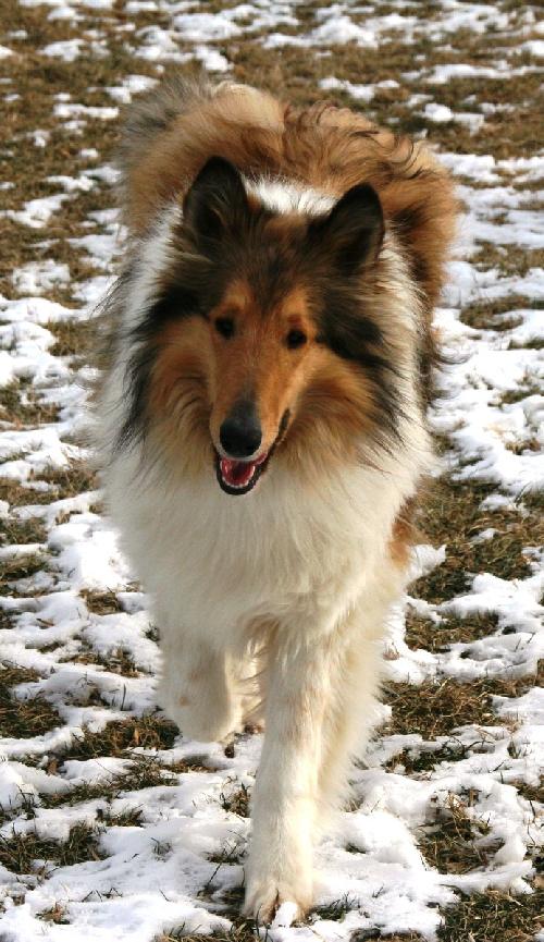 Cody - photo 2