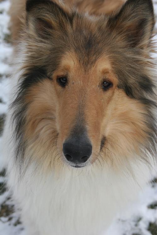 Cody a Young Male Collie (long coat) adopted through Collie Rescue
