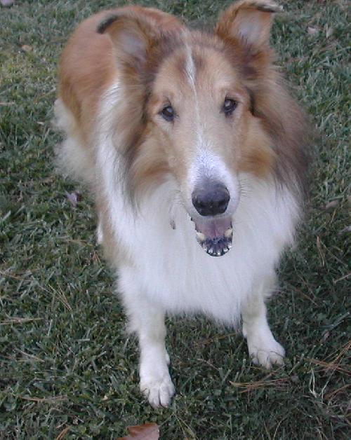 Rex a Adult Male Collie (long coat) adopted through Collie Rescue