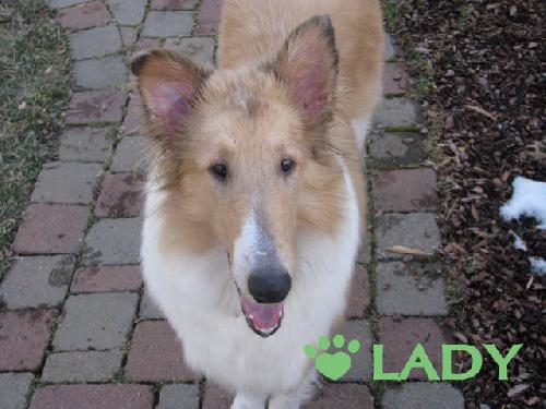 Lady - photo 3