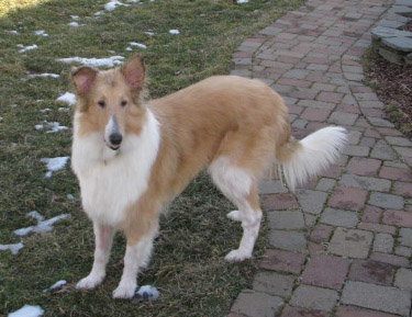 Lady - photo 2
