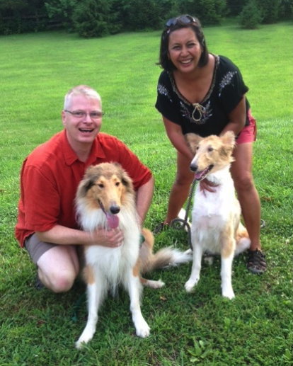 Lady a Young Female Collie (long coat) adopted through Collie Rescue