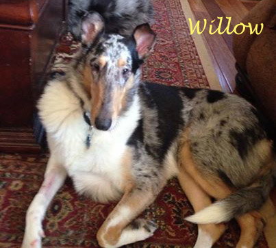 Willow a Adult Female Collie (short coat) adopted through Collie Rescue