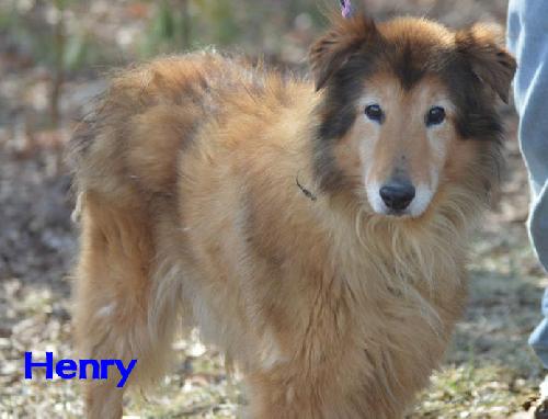 Senior Care Program - Henry - photo 2