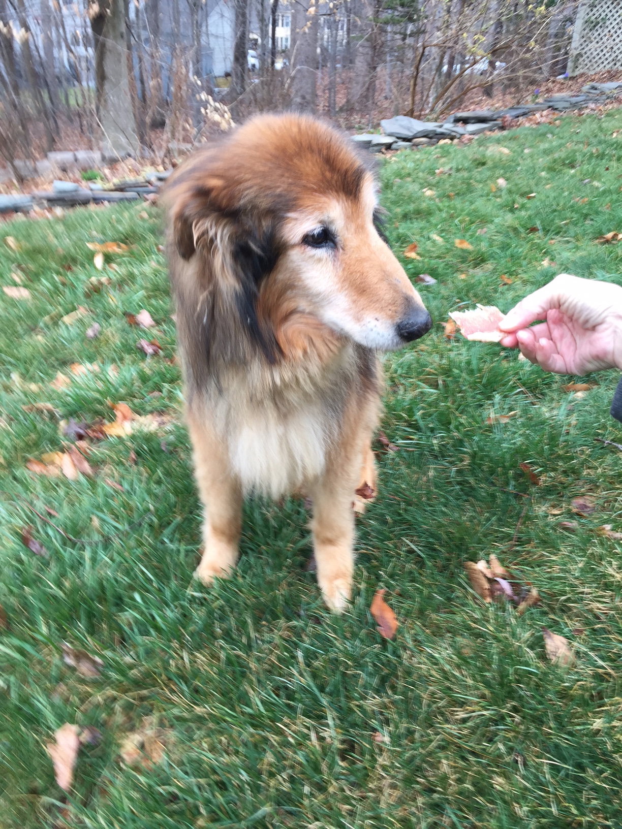 Senior Care Program - Henry a Adult Male Collie / Mixed (long coat) adopted through Collie Rescue