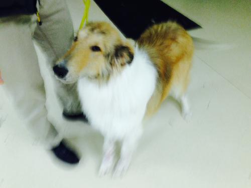 Lucky - photo 3