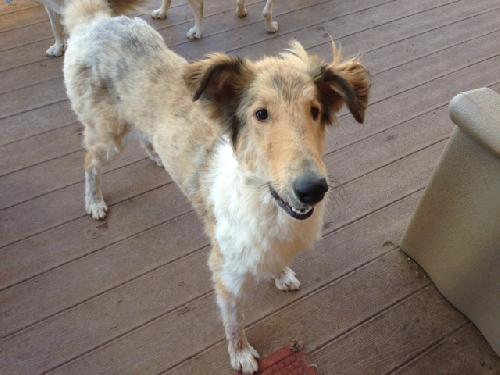Lucky a Baby Male Collie (long coat) adopted through Collie Rescue