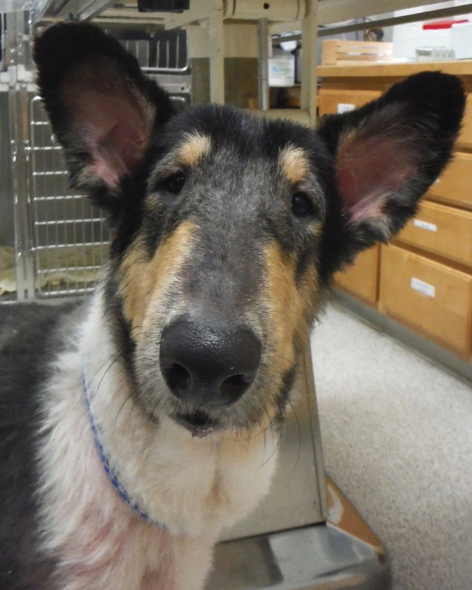 Linus a Young Male Collie (long coat) adopted through Collie Rescue