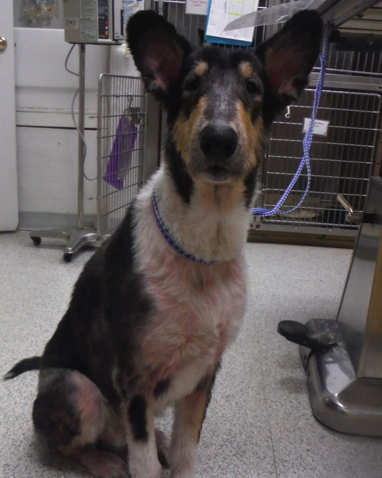 Linus - photo 2