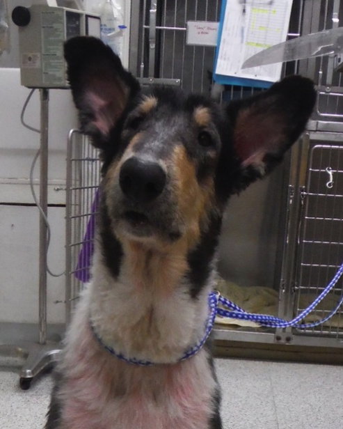 Linus - photo 3