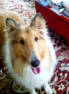 Locksley a Young Male Collie (long coat) adopted through Collie Rescue
