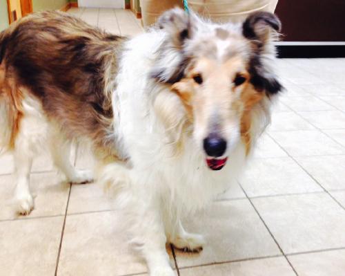 Lassie - photo 2