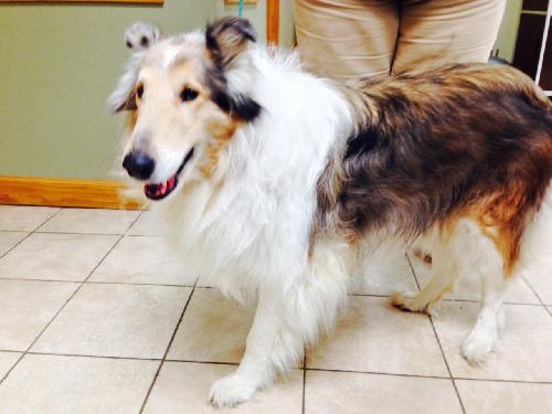 Lassie - photo 3
