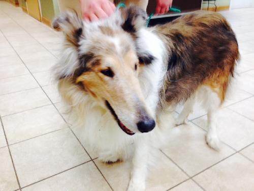 Lassie - photo 4