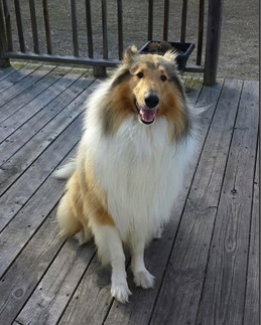 Jack - photo 2