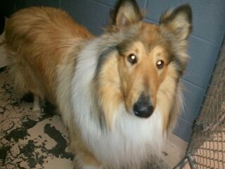 Jack - photo 3