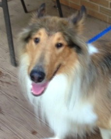 Jack - photo 4