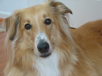 Chance a Adult Male Collie / Golden Retriever / Mixed (medium coat) adopted through Collie Rescue
