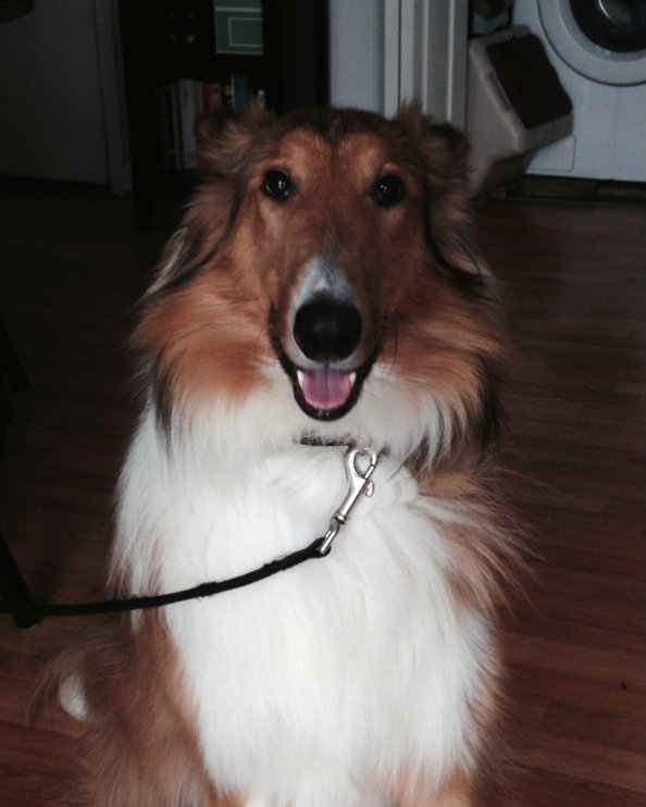 Louie - photo 2