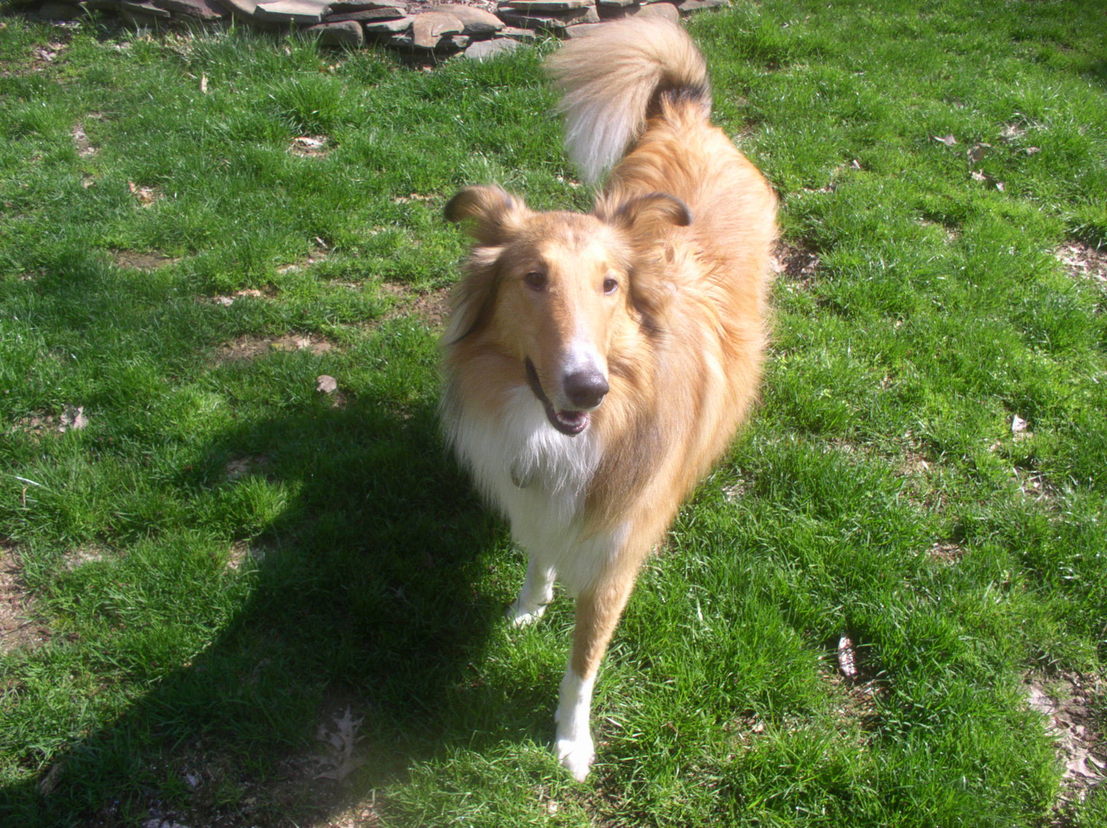 Louie - photo 4