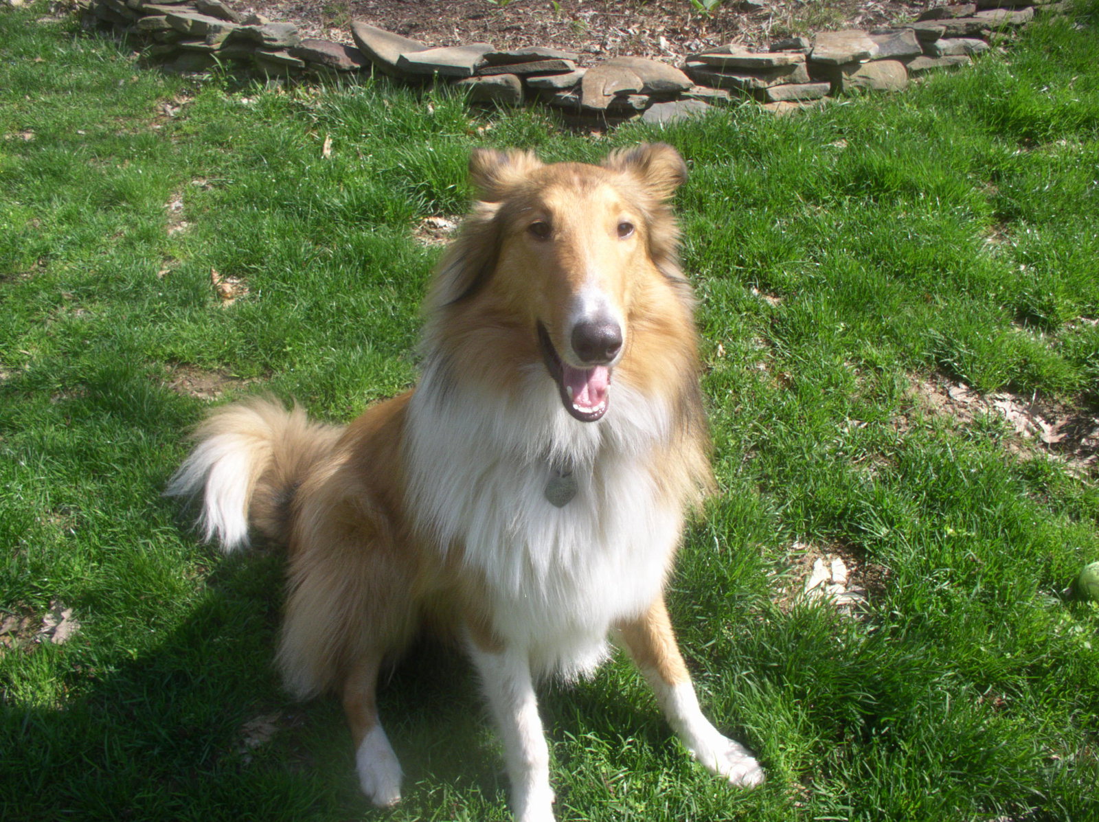 Louie a Baby Male Collie (long coat) adopted through Collie Rescue
