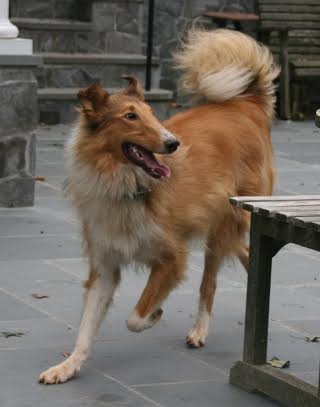 Louie - photo 3