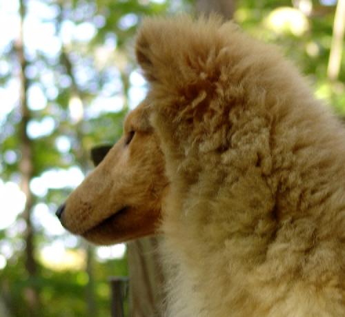 Lady Diana a Baby Female Collie (long coat) adopted through Collie Rescue