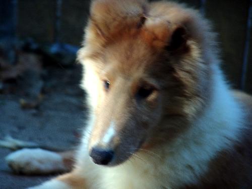 Prince Charles a Baby Male Collie (long coat) adopted through Collie Rescue