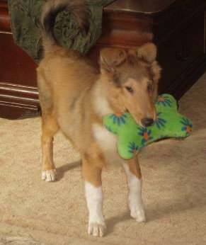 Prince William a Baby Male Collie (long coat) adopted through Collie Rescue