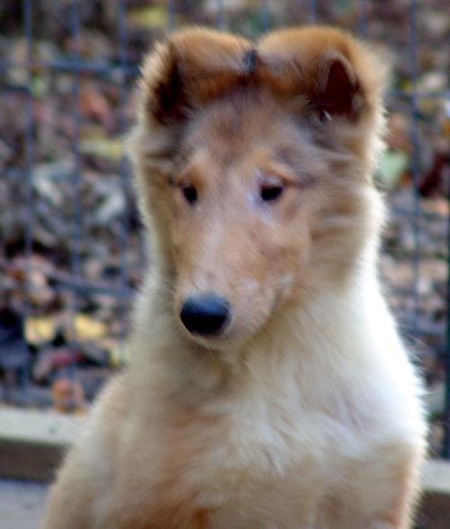 Prince Harry a Baby Male Collie (long coat) adopted through Collie Rescue