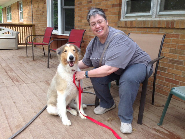Kenon a Adult Male Collie (long coat) adopted through Collie Rescue