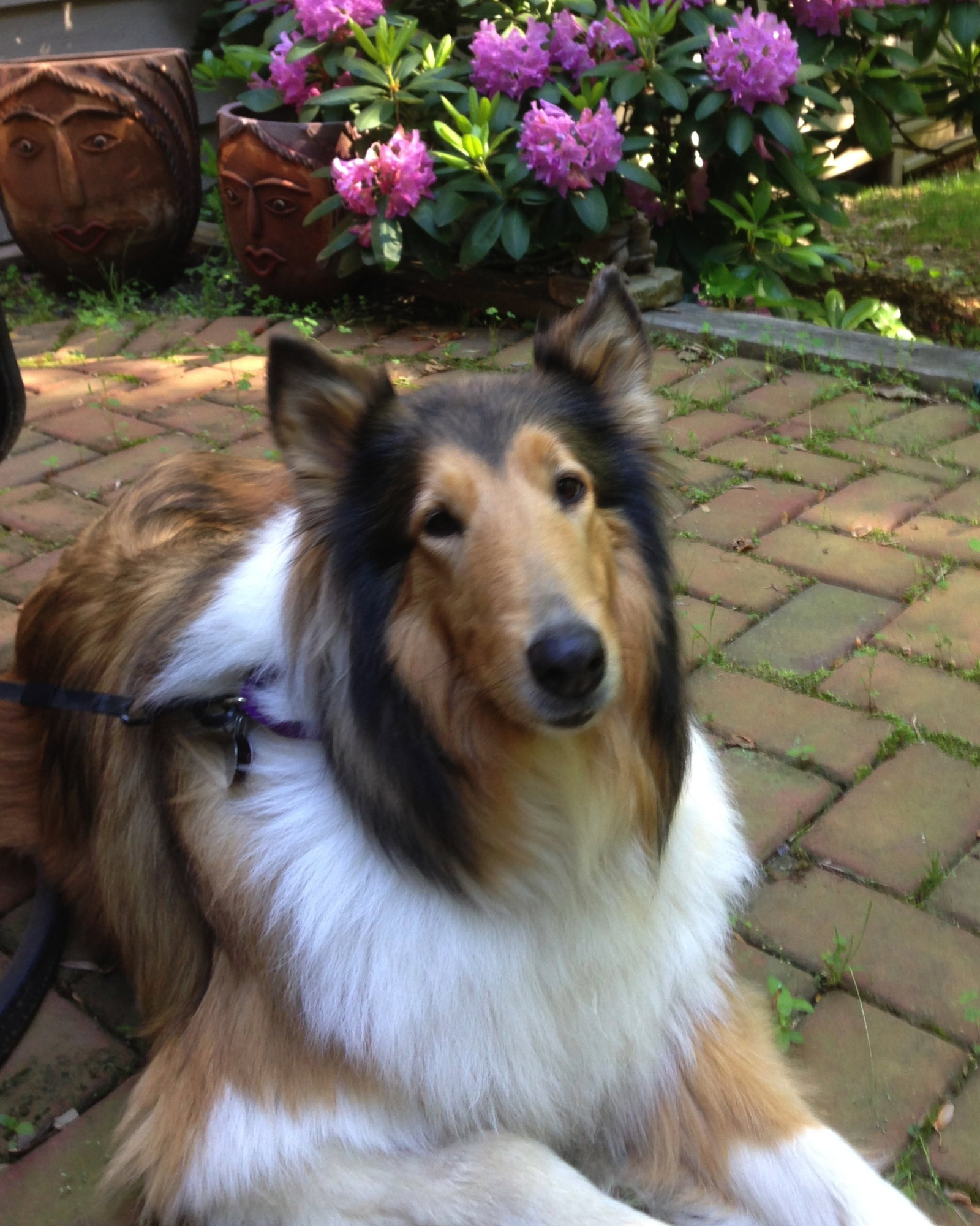 Leslie a Adult Female Collie (long coat) adopted through Collie Rescue