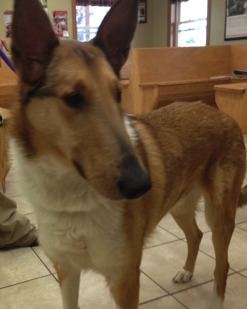 Jake a Young Male Collie (short coat) adopted through Collie Rescue