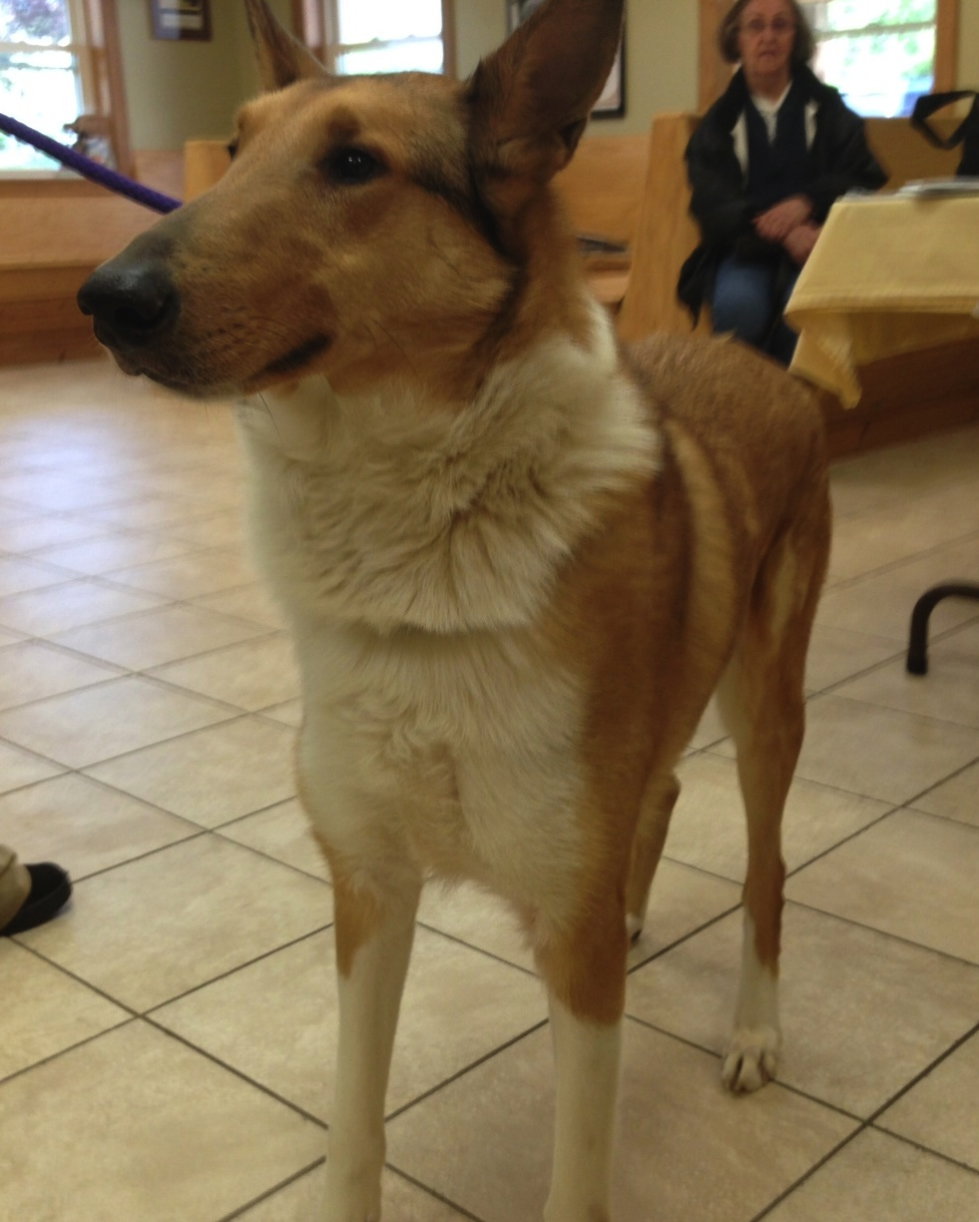 Jake - photo 3
