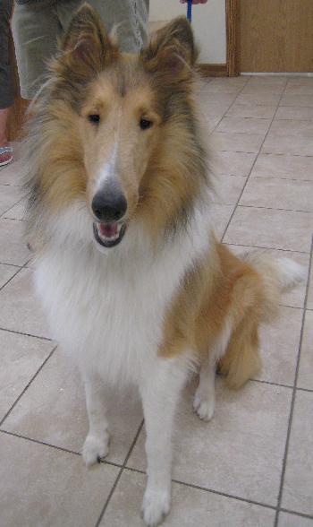 Lance a Young Male Collie (long coat) adopted through Collie Rescue