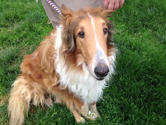 Tommy a Senior Male Collie (long coat) adopted through Collie Rescue