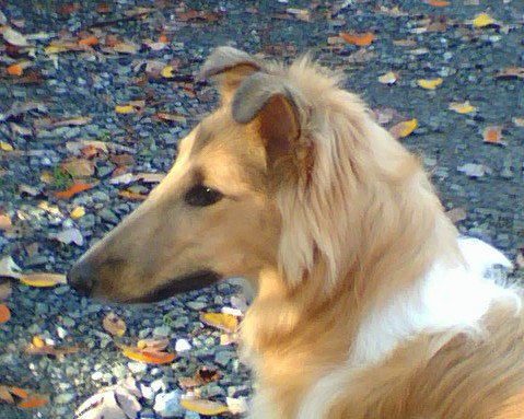 Winnie a Young Female Collie (long coat) adopted through Collie Rescue