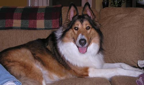 Chloe a Adult Female Collie (long coat) adopted through Collie Rescue