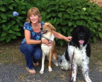 Harley a Young Male Collie (short coat) adopted through Collie Rescue