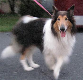 Toby a Adult Male Collie (long coat) adopted through Collie Rescue