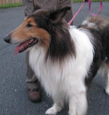 Toby - photo 2