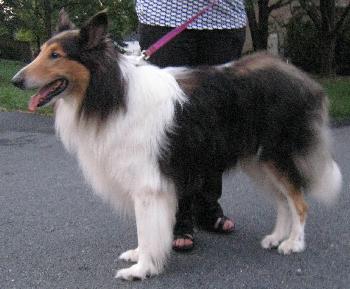 Toby - photo 3