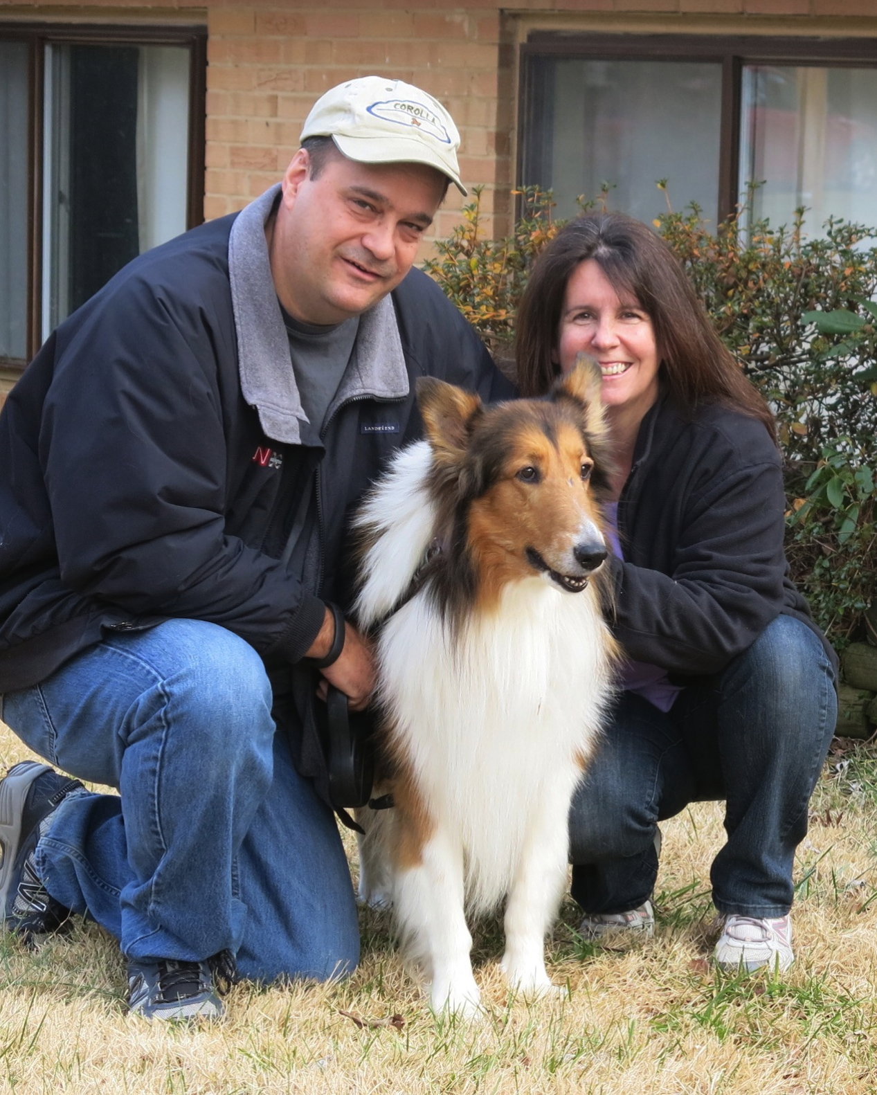 Lad a Adult Male Collie (long coat) adopted through Collie Rescue