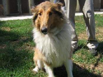 Sophie a Young Female Collie (long coat) adopted through Collie Rescue